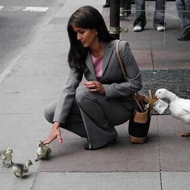 #watchout #pigeon #thieves #habal #هبل