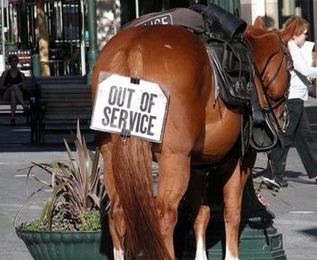 #police #horse #outofservice #HabaLdotCom
#هبل_دوت_كوم