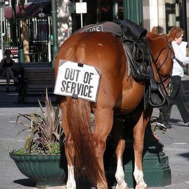 #police #horse #outofservice #HabaLdotCom
#هبل_دوت_كوم