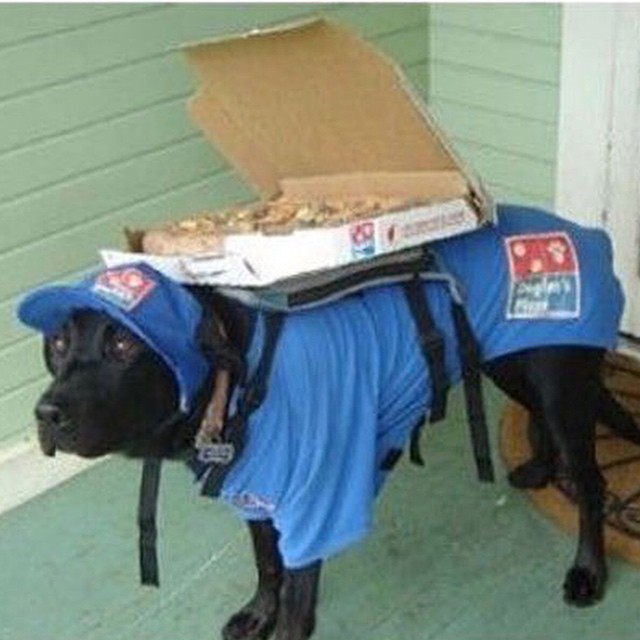 #dominos #nothankyou #dogs #whatdrones #delivery #fail #HabaLdotCom
#هبل_دوت_كوم