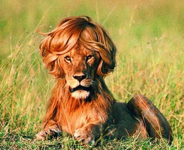 #human #effect #animals #lion #barber #haircut #habal #هبل
#HabaLdotCom
#هبل_دوت_كوم
