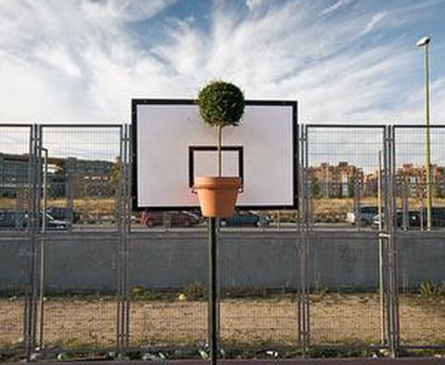 #plant #basketball #green #habal