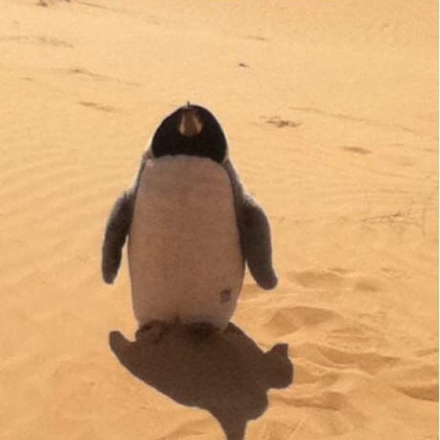 #lost #penguin in the #desert #habal #هبل
#HabaLdotCom
#هبل_دوت_كوم