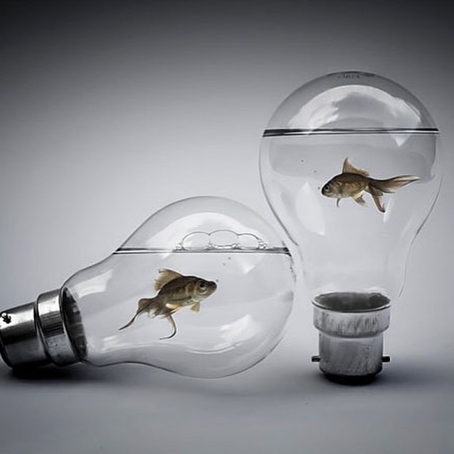 #lamba #fish #bulb #aquarium #art #habal #هبل
#HabaLdotCom
#هبل_دوت_كوم