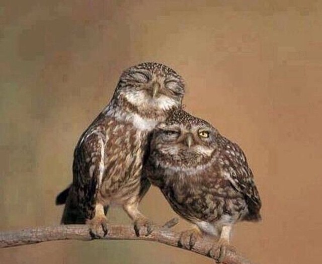 #love is #owl you #need #habal #هبل
#HabaLdotCom
#هبل_دوت_كوم