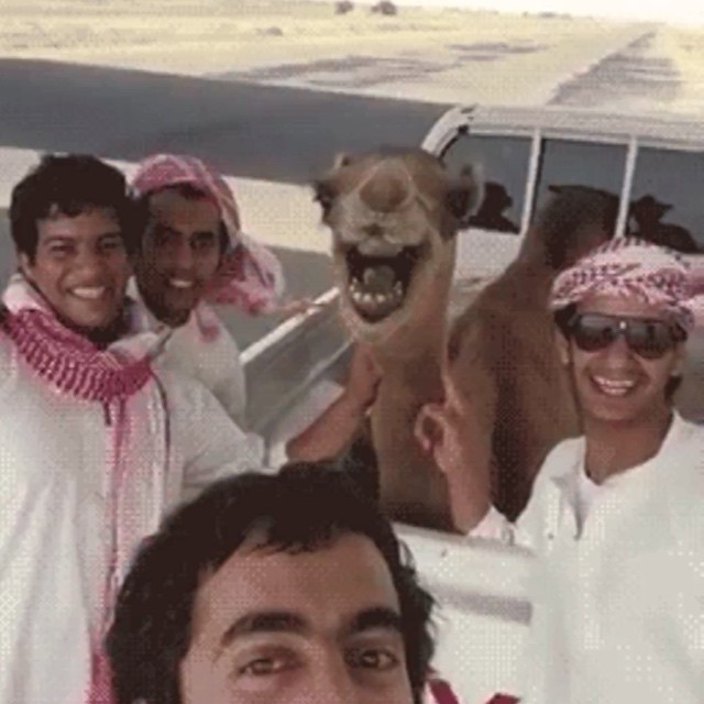#camel #love #habal #هبل
#HabaLdotCom
#هبل_دوت_كوم