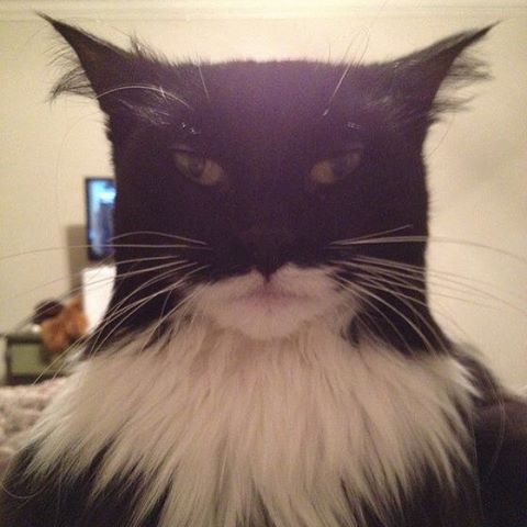 #batmancat #man #cat #confused #habal #هبل
#HabaLdotCom
#هبل_دوت_كوم