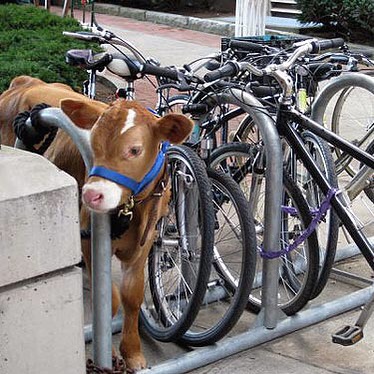 #innovation #bicycle #bike #park #parking #moo #cow #habal #هبل #HabaLdotCom #هبل_دوت_كوم