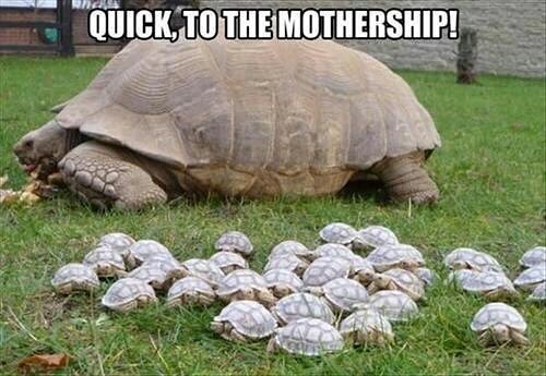 #quickly to the #mothership #turtles #habal #هبل #habaldotcom