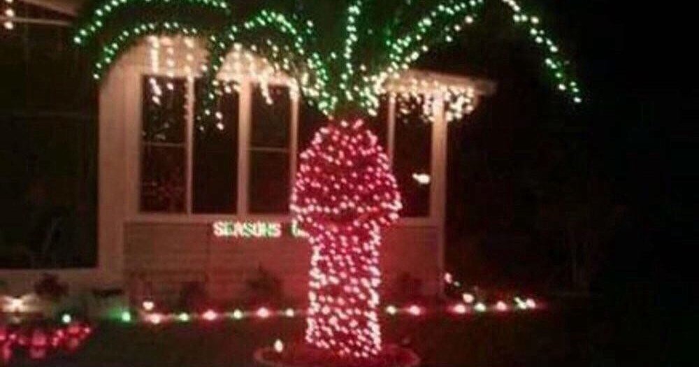 #christmas #lights on #palm #trees #habal #هبل #habaldotcom