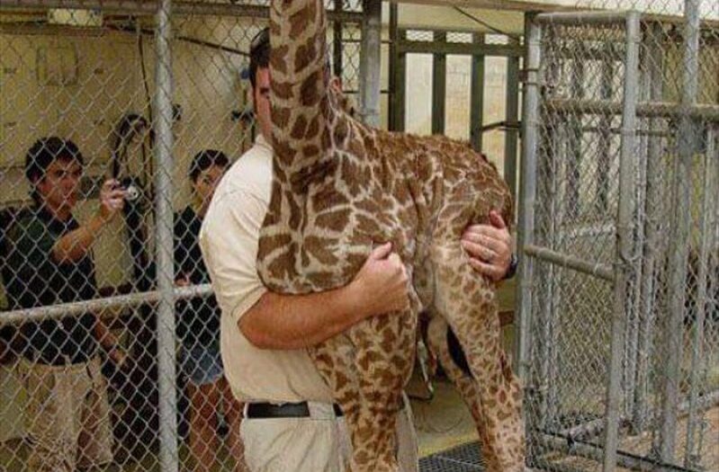 #national #hug #your #giraffe #day #habal #هبل #habaldotcom