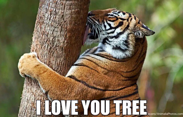 #tiger #tree #love #habal #هبل #habaldotcom