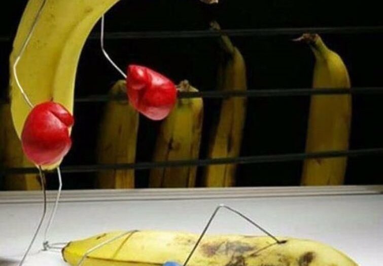 #bananas #food #byday #boxers #bynight #truth #habal #هبل #habaldotcom