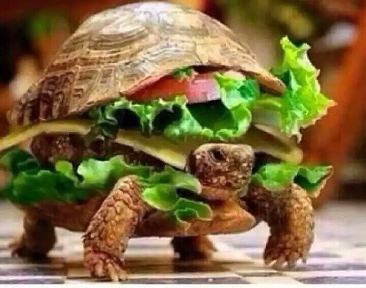 #turtle #sandwich #habal #هبل #habaldotcom