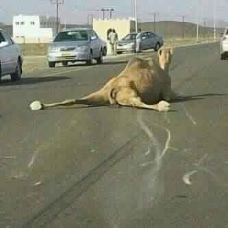 #camel #thuglife #habal #هبل #habaldotcom