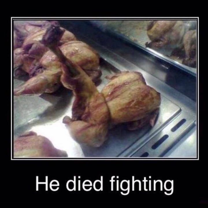#fighting #chicken #alwaysinourhearts #habal #هبل #habaldotcom