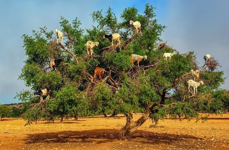 #revelation #goats #grow on #trees #habal #هبل #habaldotcom